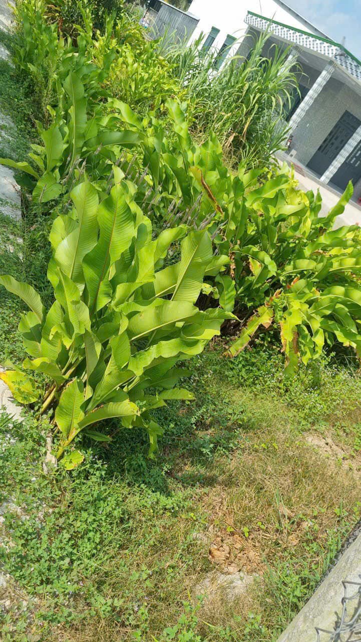 Bán nhanh 2 nền liền kề Cai Lậy, Tiền Giang 800 triệu/nền, sổ hồng riêng, gần chợ, trường