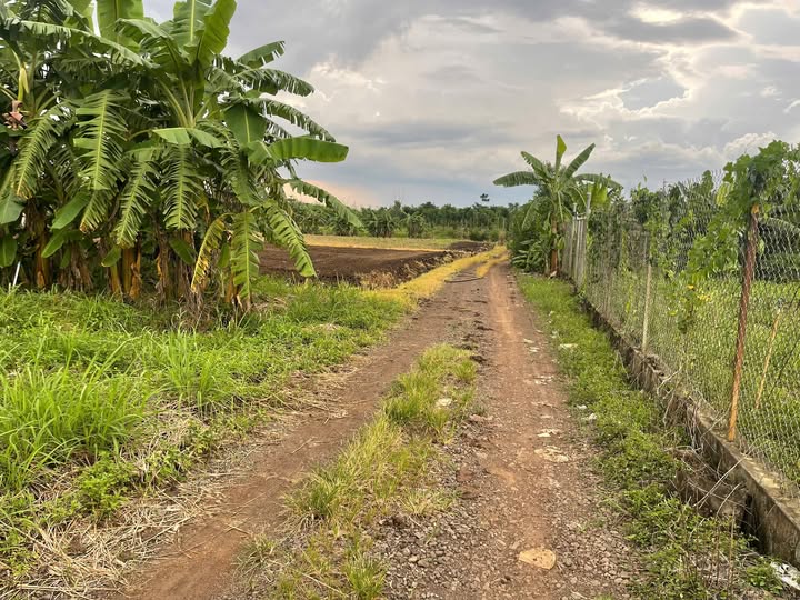 Bán gấp đất nền vuông vắn 13m x 80m tại Xuân Lộc, Đồng Nai