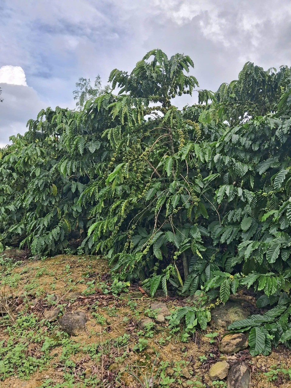 Cơ hội sở hữu ngay 11363m2 đất trồng cà phê trù phú tại Liên Hà, Lâm Hà, Lâm Đồng