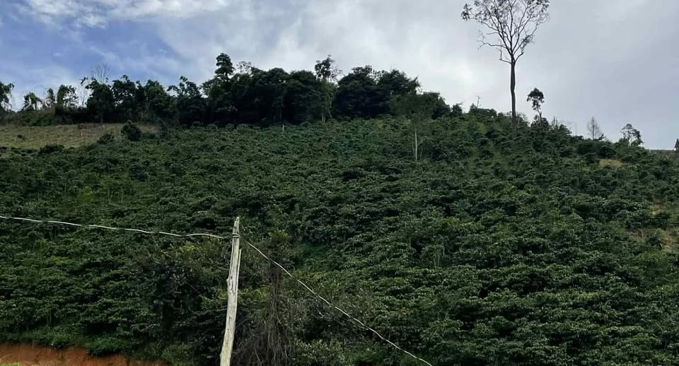 Đất Cafe 1,4 ha Phúc Thọ giá 2,1 tỷ, sổ đỏ đang chờ