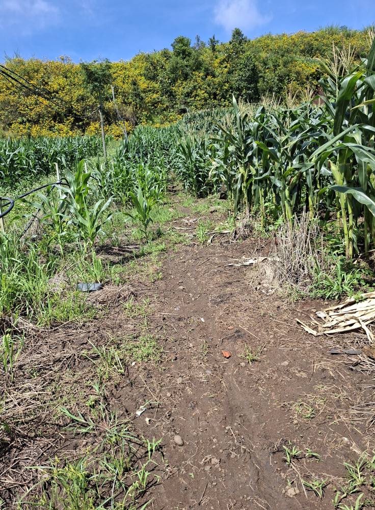 Siêu phẩm đất Lâm Đồng 8 sào vuông vắn, mặt tiền 60m, dân cư đông đúc