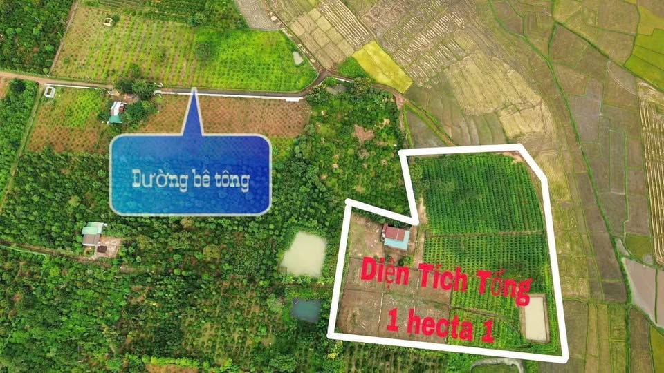 Biệt thự vườn 1,1ha Cư M'gar, hồ cá, full tiện nghi, giá siêu yêu