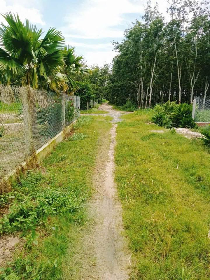 Bán đất thổ cư 145m2 tại xã Bàu Năng Cũ, tỉnh Tây Ninh