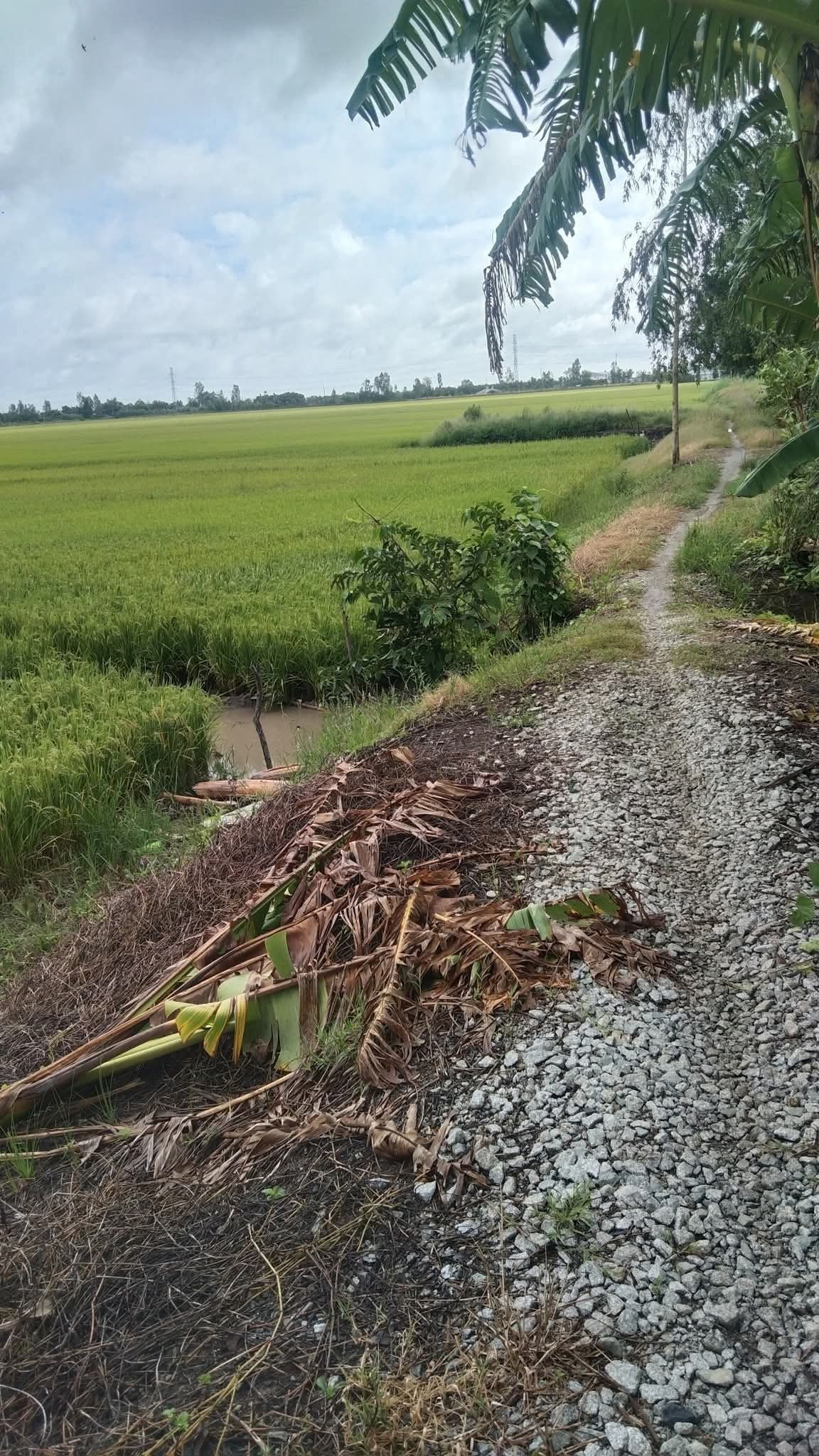 Bán 4000m2 đất ruộng vuông vức, mặt tiền rộng 35m, sổ riêng tại Cần Thơ