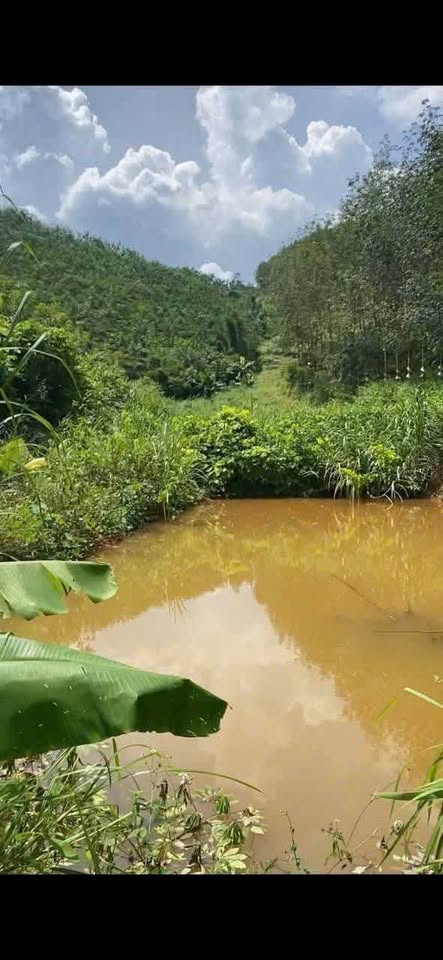 Bán rẫy cà phê 4000m² tại Đăk Cấm, Kon Tum - Sẵn sàng khai thác