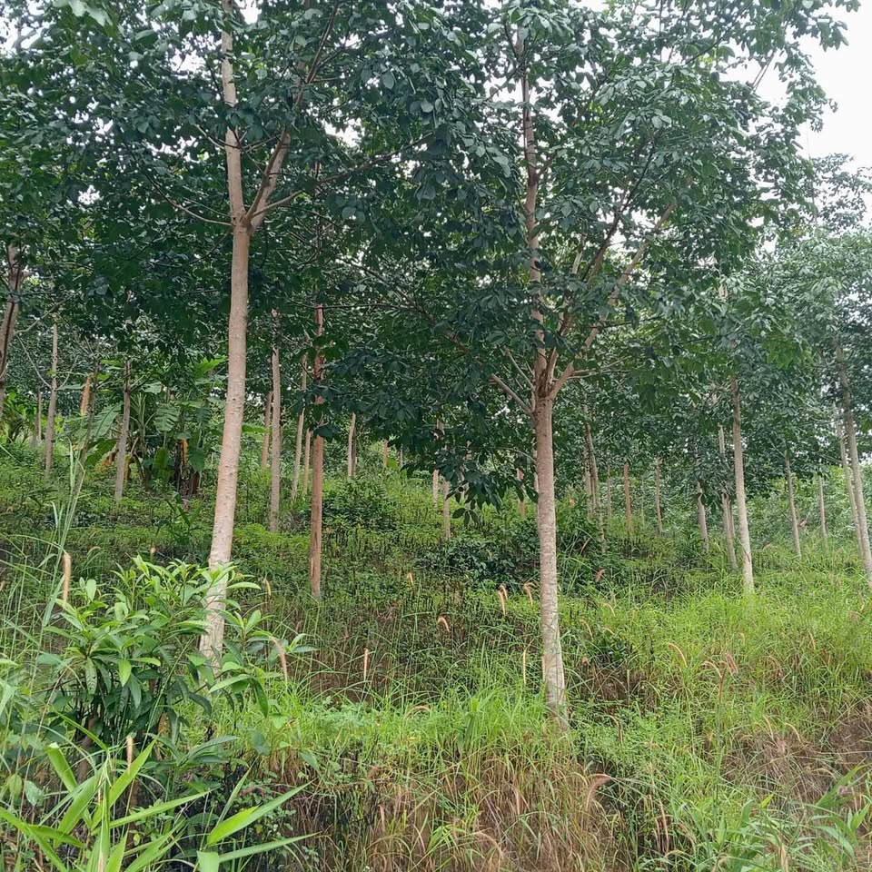 Chủ nhà nhờ bán gấp 2 hecta đất trồng cao su tại thôn 4, Hòa Bình, Kon Tum