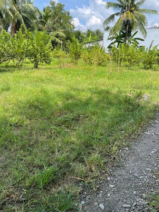 Cơ hội sở hữu ngay lô đất nền tuyệt đẹp tại Hưng Nhượng, Giồng Trôm, Bến Tre với diện tích lên đến 293m2