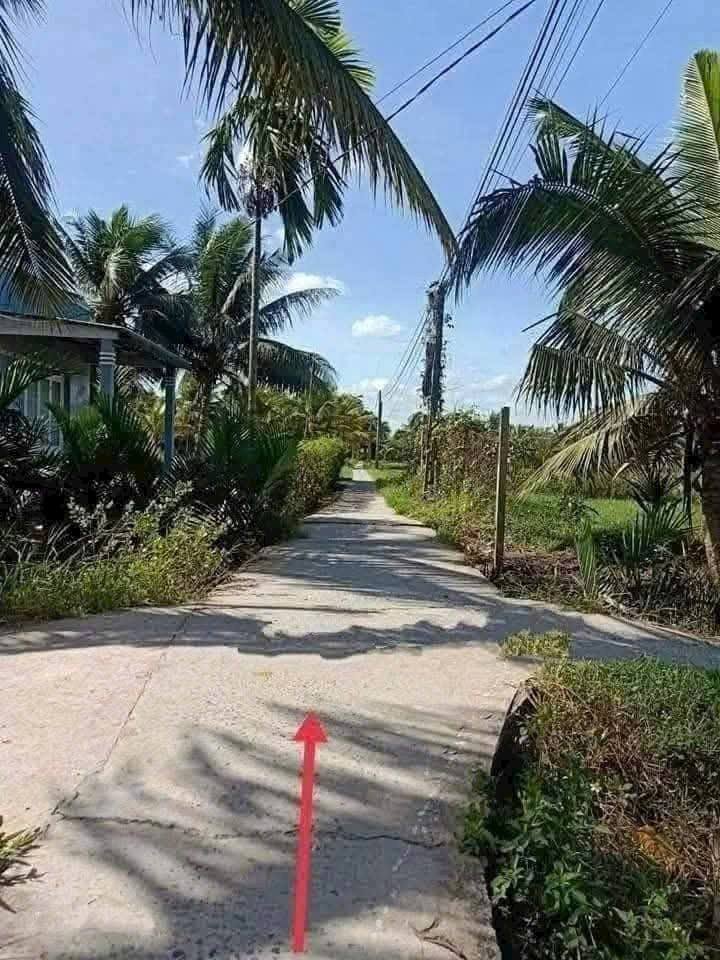 Bán đất vườn trồng dừa 1000m2 tại xã Phú Hưng, Bến Tre