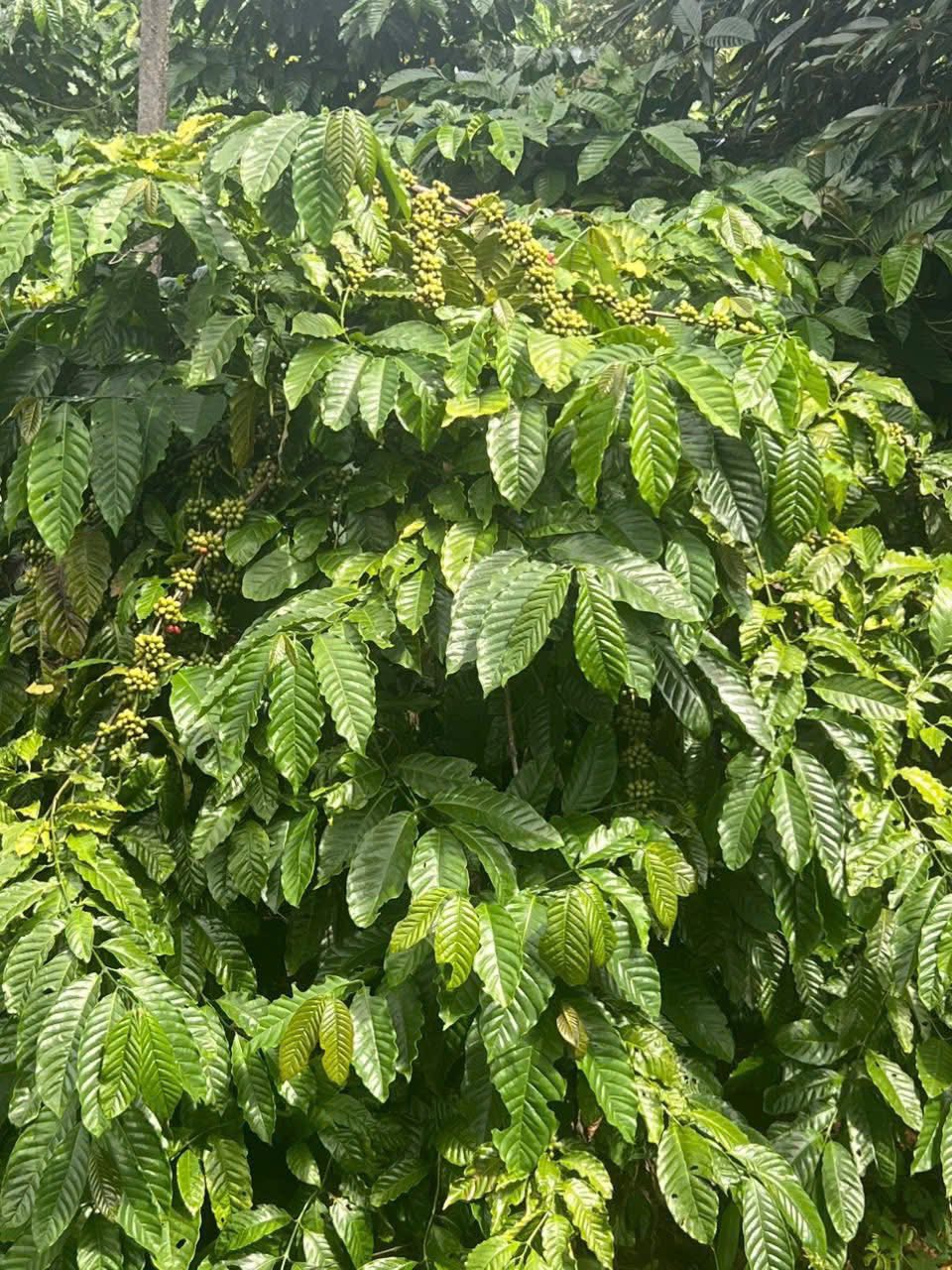 Đất đỏ 5ha "trĩu quả" sầu riêng, cà phê sum suê - Chư Prông, Gia Lai