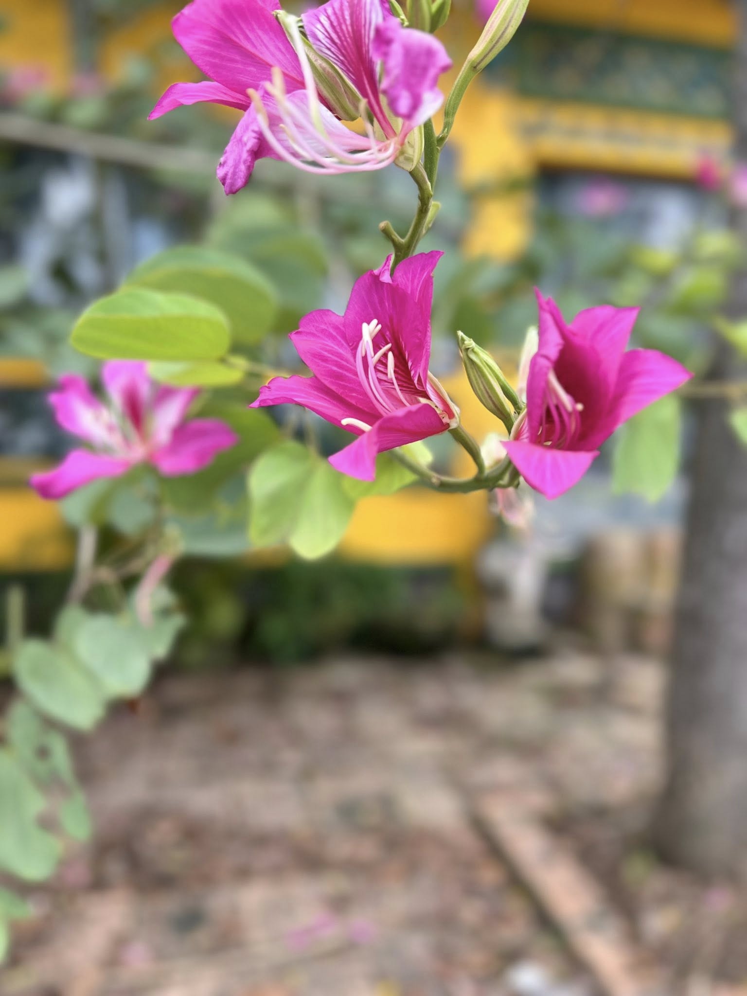 Cần Thơ - Đất vàng 225m2 mặt tiền 10m, hướng Đông Nam, giá 7.4 tỷ, cơ hội có 1-0-2