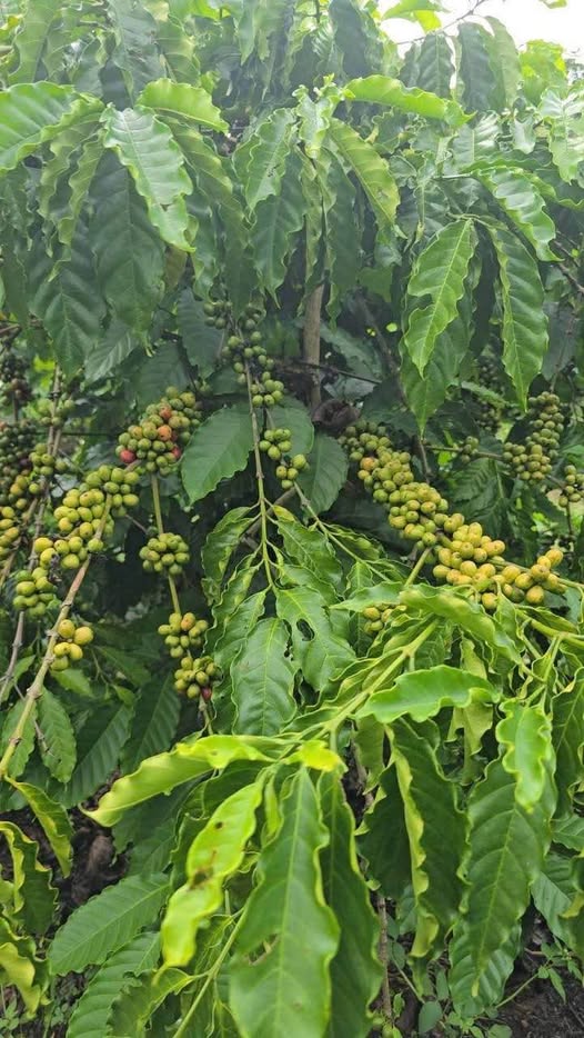 Đất vàng Buôn Đôn 2,45ha cafe, tiêu, sen, sổ hồng sẵn sàng, mặt tiền khủng