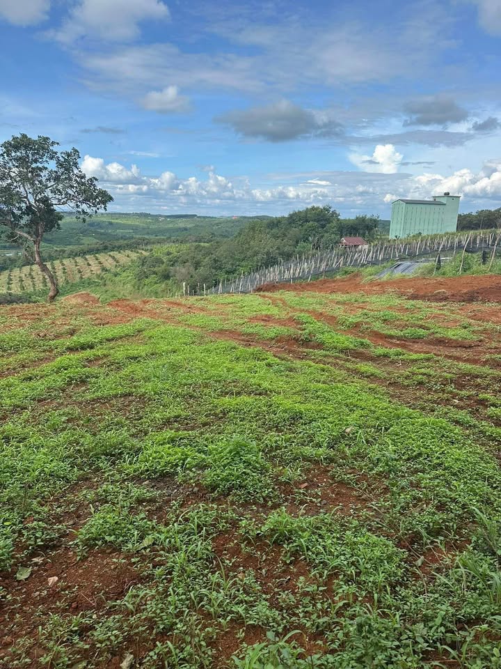 Bán nhanh 6.5 sào đất mặt đường bê tông, có ao tưới quanh năm tại Kiến Thành