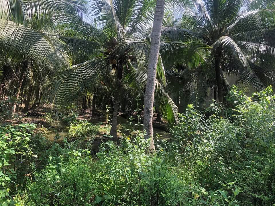 Bán gấp đất vàng 14m x 105m, 200m2 thổ cư, đường xe tải tới tận nơi, chỉ 1,3 tỷ