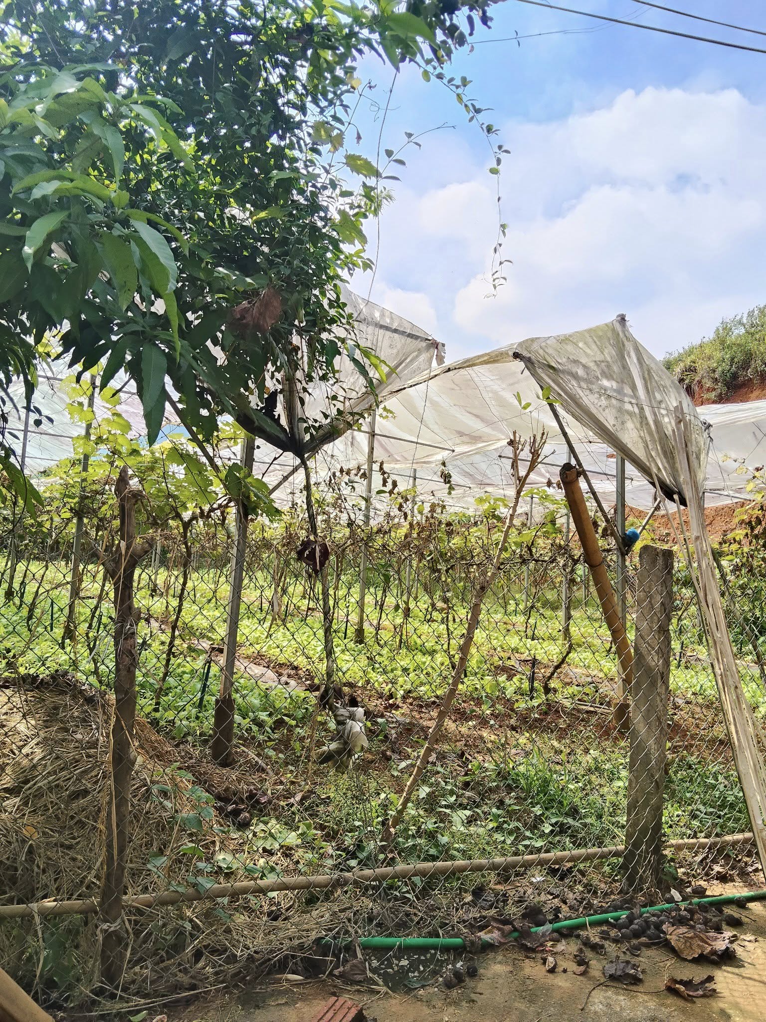 Miền đất xưa Tân Sơn, ườn nho trĩu quả, view đồng lúa bao la