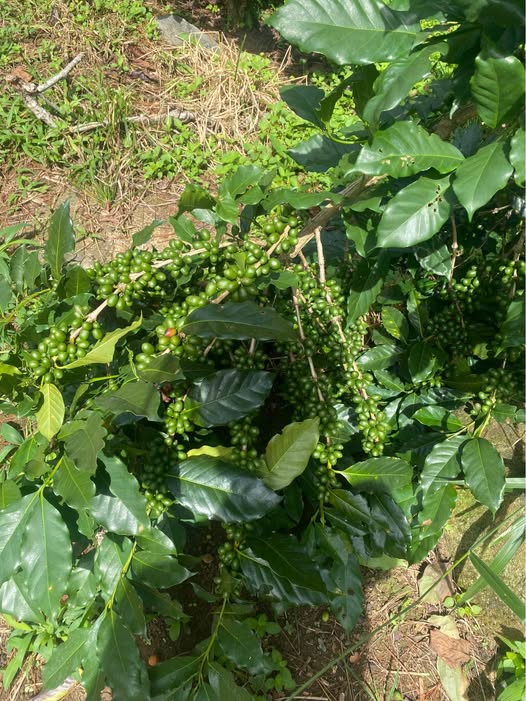 Đất Xuân Trường - Đà Lạt 1000m2 mặt tiền rộng, vườn cà phê bơ trù phú