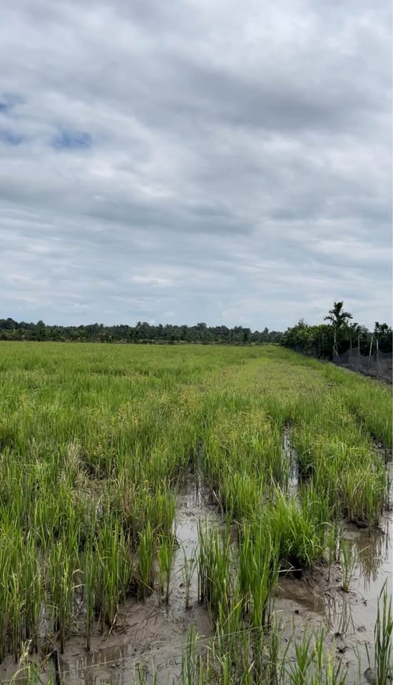 Ruộng vuông vắn tại Cầu Kè, Vĩnh Long, đầu tư sinh lời ngay