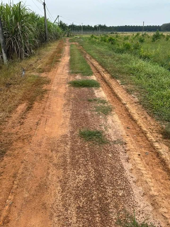 Cơ hội sở hữu ngay 1000m2 đất LUK tại Bến Sỏi, xã Thành Long, huyện Châu Thành, tỉnh Tây Ninh