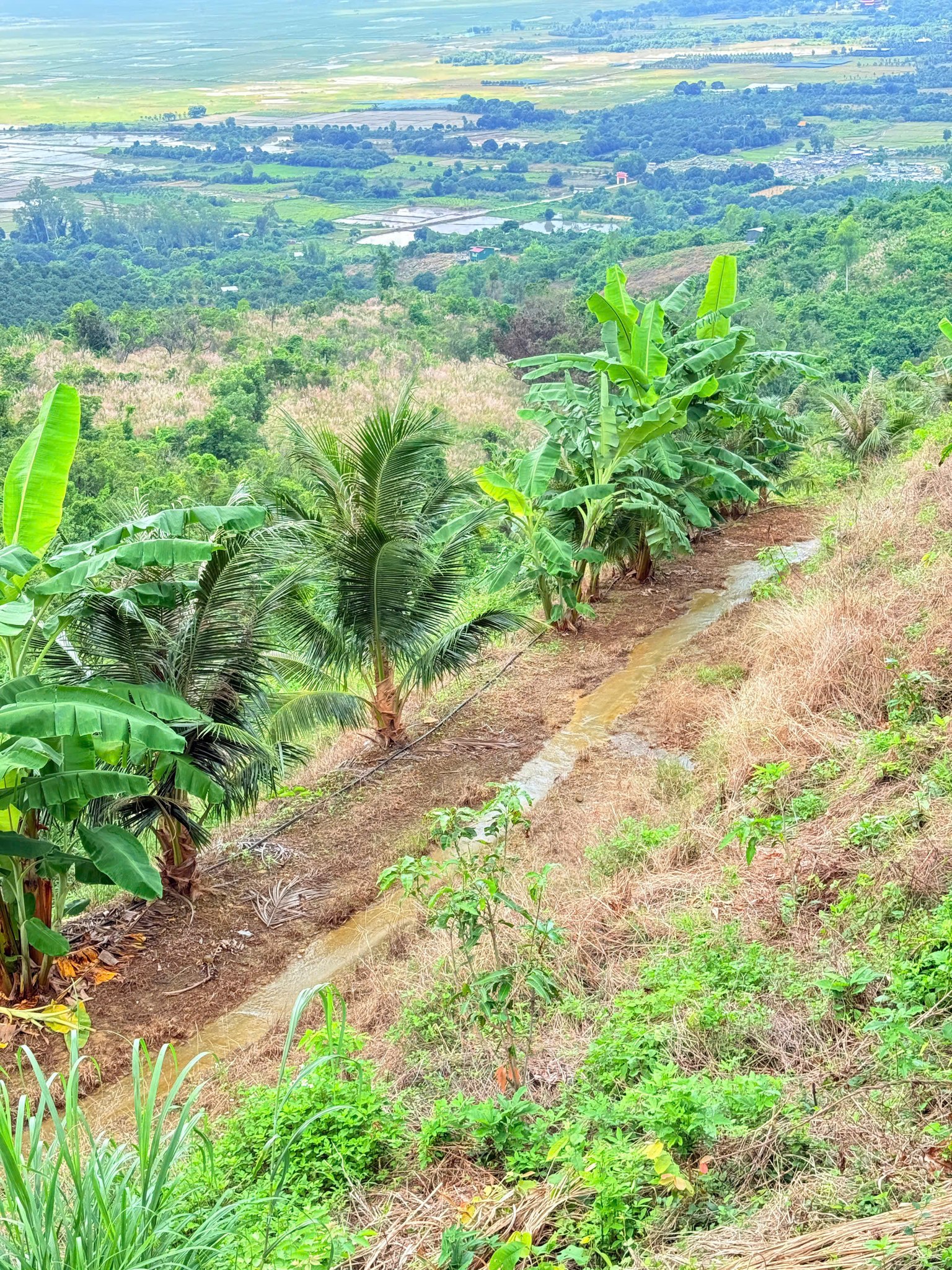 Bán rẫy vườn đẹp 38000m² tại Diên Điền, view đồi chill