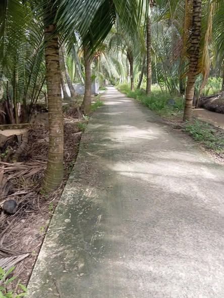 Bán đất vườn dừa 4400m2 tại xã Thuận Điền, Giồng Trôm, Bến Tre