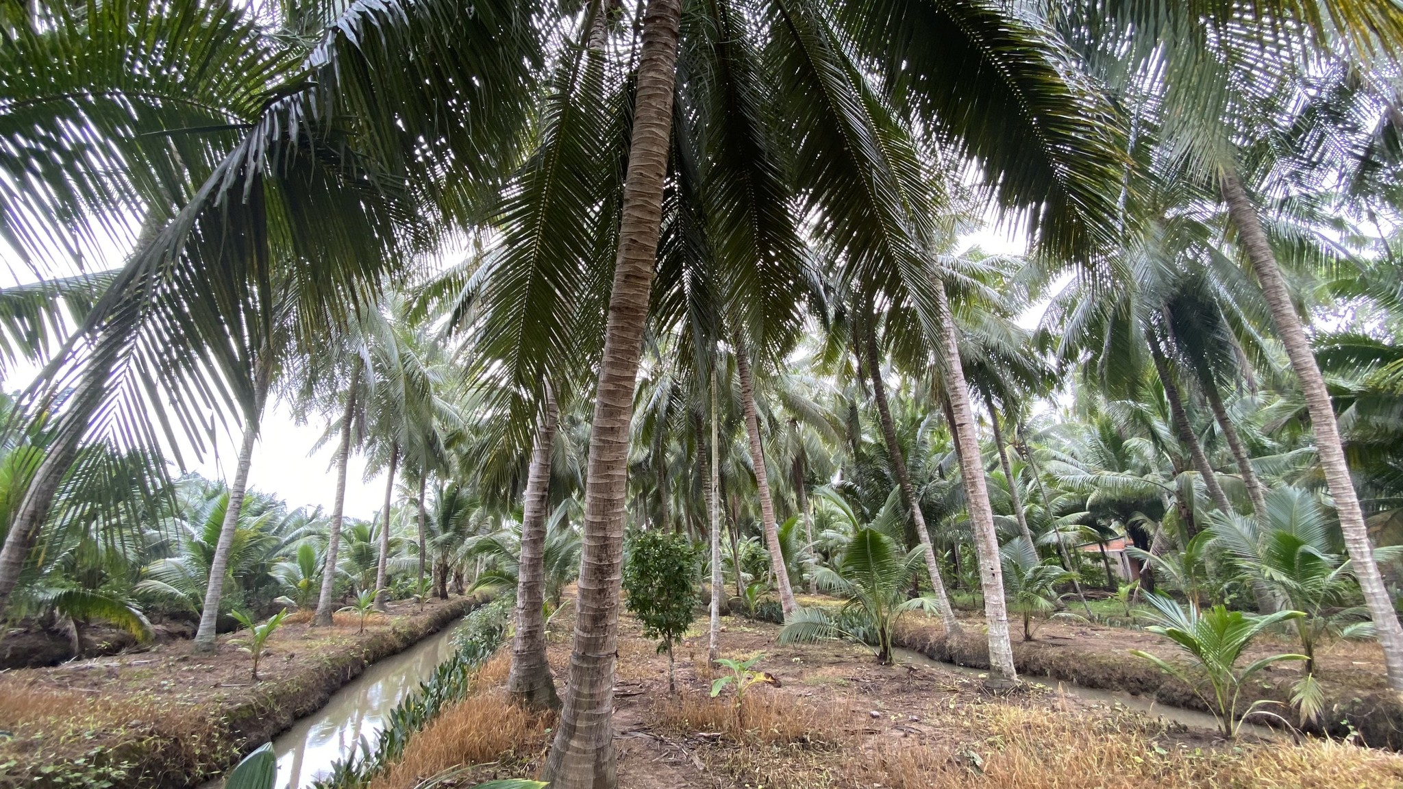 Đất Bến Tre 3.3 công, 139m2 thổ cư, đường xe 16 chỗ - Giá 1.5 tỷ/công