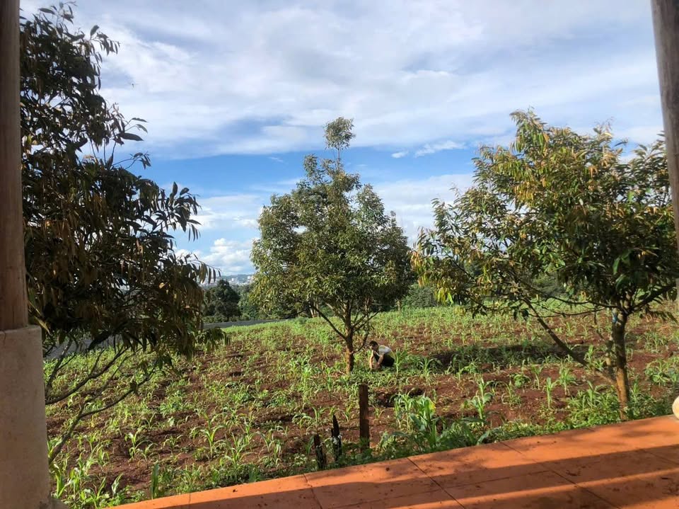 Bán 1ha đất đỏ bazan màu mỡ, có sẵn cây ăn trái tại Ea Tam, Cư Kuin