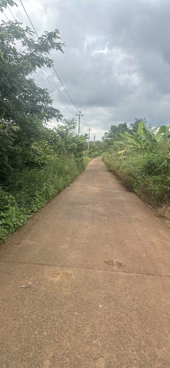 Sở hữu ngay khu vườn cà phê tuyệt đẹp