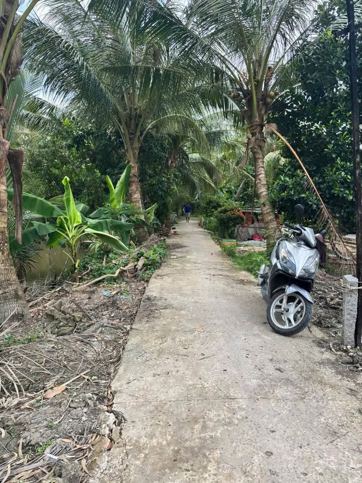 Bán đất Vị Thanh, Hậu Giang, 2 nền giá hời, sổ đỏ sẵn sàng