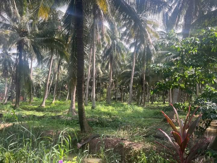 Bán đất vườn dừa xanh mát, thổ cư rộng rãi, Lộc Thuận
