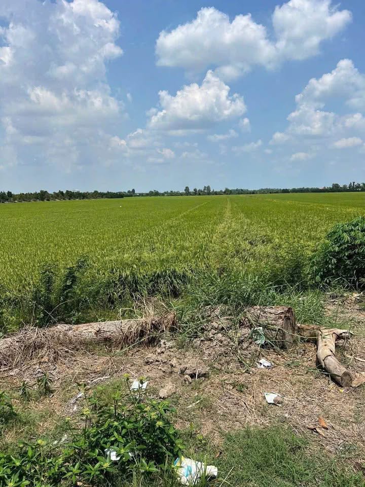 Cần bán gấp lô đất lúa rộng rãi tại xã Tân Nghĩa thành phố Sa Đéc, tỉnh Đồng