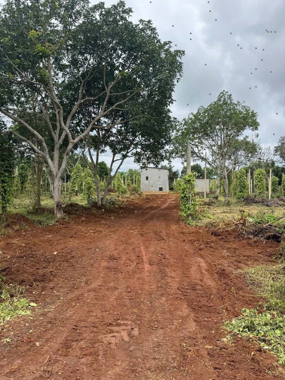 Siêu phẩm đất nông nghiệp tại xã Cuôr Đăng, giáp Đạt Lý, thành phố Buôn Ma Thuột, tỉnh Đắk Lắk