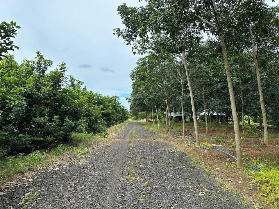 Cần bán gấp 2 sào đất trồng chôm chôm tại Đồng Tiến