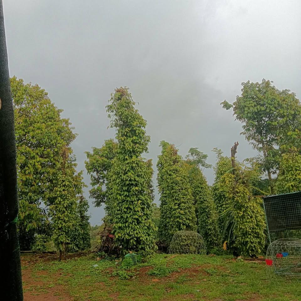 Đất rẫy 1,7 hecta Đắk Nông, cafe, tiêu, sầu riêng giá hời 4,5 tỷ