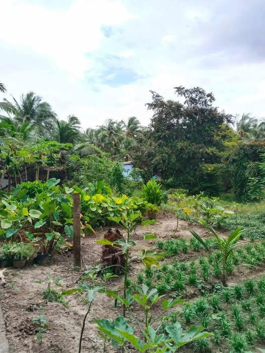 Đất Vàng Quới Tây 140m² vuông vắn, 100m² thổ cư, giá 400 triệu