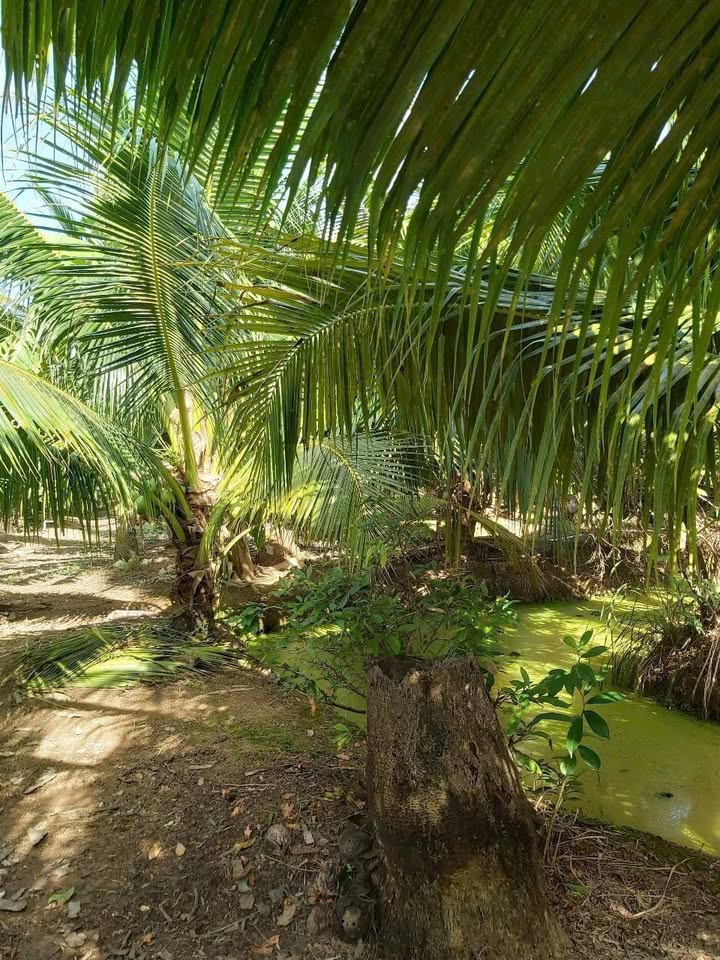 Bán đất vườn dừa trái ngọt tại Tân Thạch, Bến Tre - 2156m2, giá 2.1 tỷ