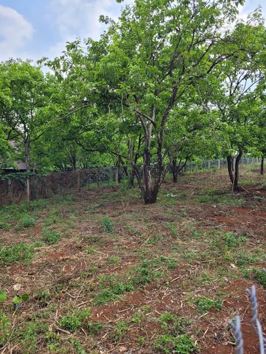 Đất vàng mặt tiền Măng Lin Đà Lạt - 1057m2, sổ riêng, đường nhựa lớn