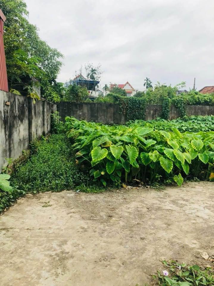 Bán đất thổ cư 63.6m2, nở hậu tại Tiến Lập, Mỹ Đức, An Lão, Hải Phòng