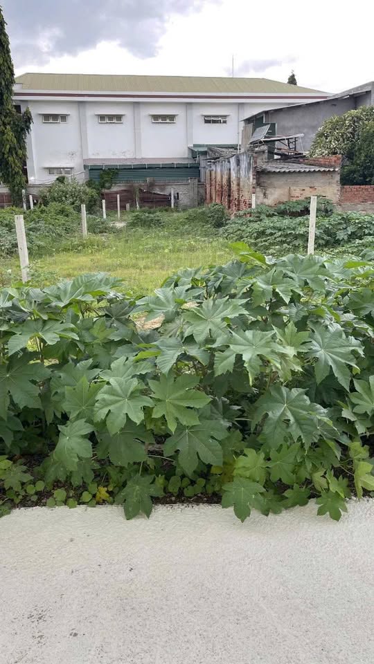 Đất cảng Đông Hải 206m² vuông vức