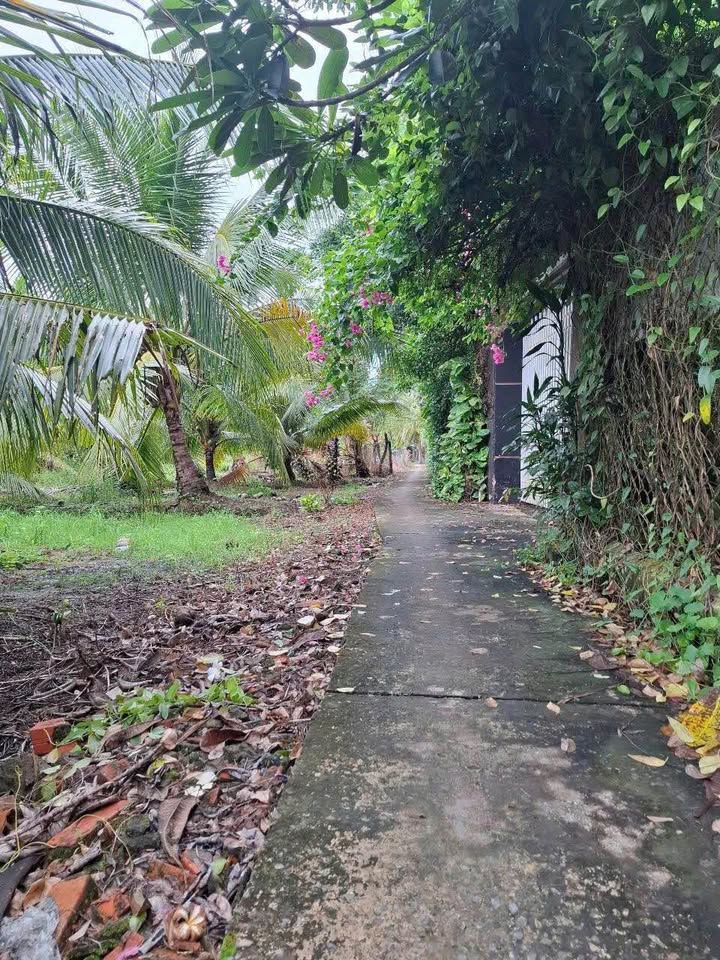 Đất Bến Tre, rái dừa trĩu quả, giá hời, ai hốt nhanh tay