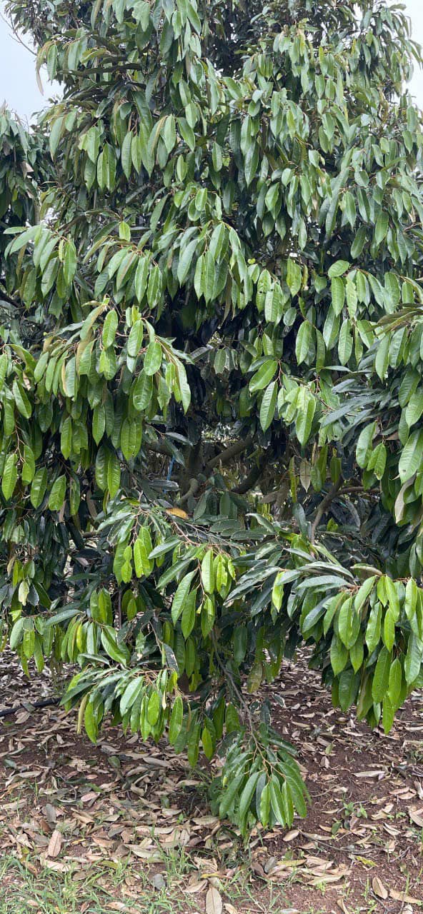 Bán 8 sào sầu riêng 170 cây tại huyện Chư Sê, Gia Lai