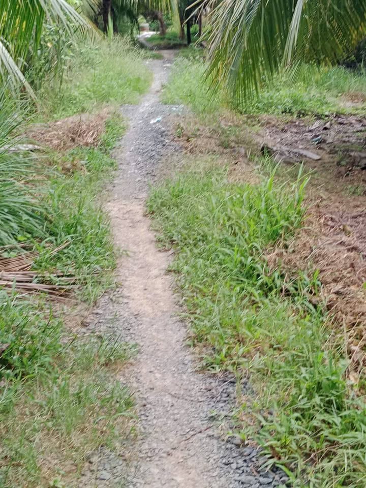 Đất vườn dừa xịn sò, thu nhập khủng mỗi tháng