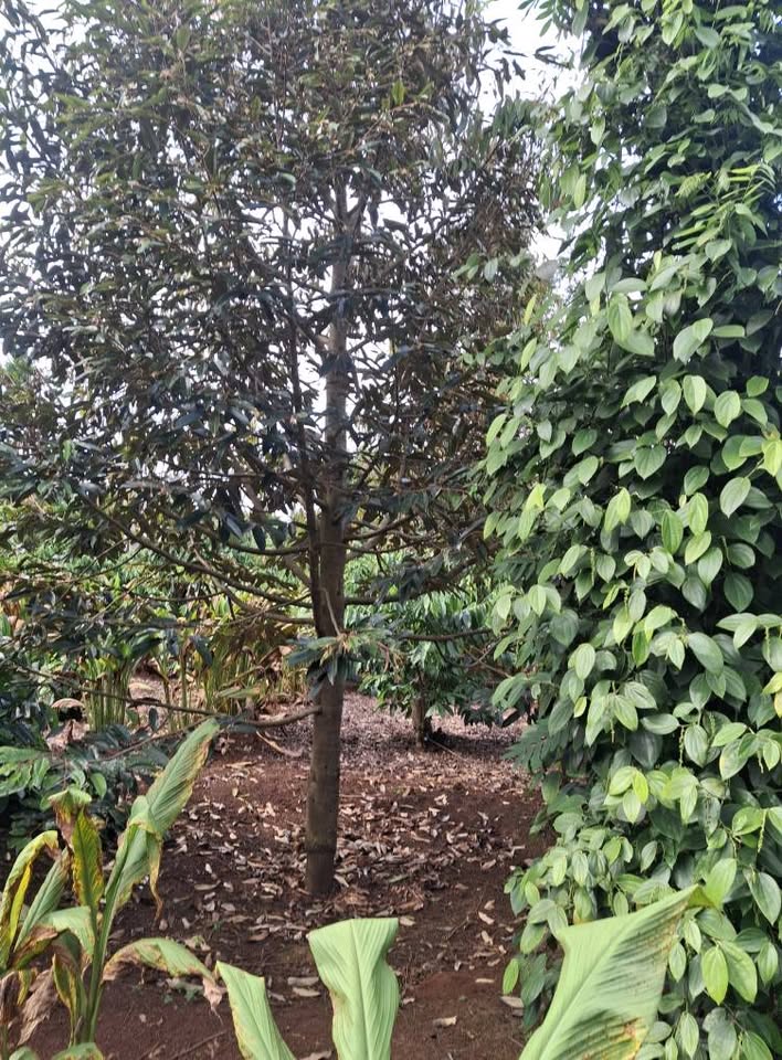 Đất Ea Knuêc 3,2 sào cà phê, tiêu, sầu riêng 2,2 tỷ, hướng Tây