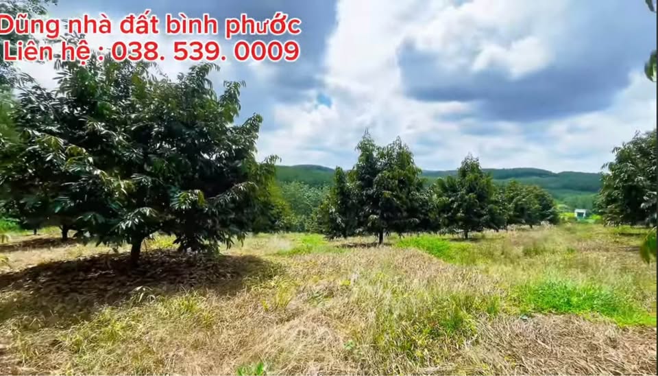 Bán đất vườn sầu riêng, chôm chôm tại Đồng Phú, Bình Phước, giá 2,5 tỷ