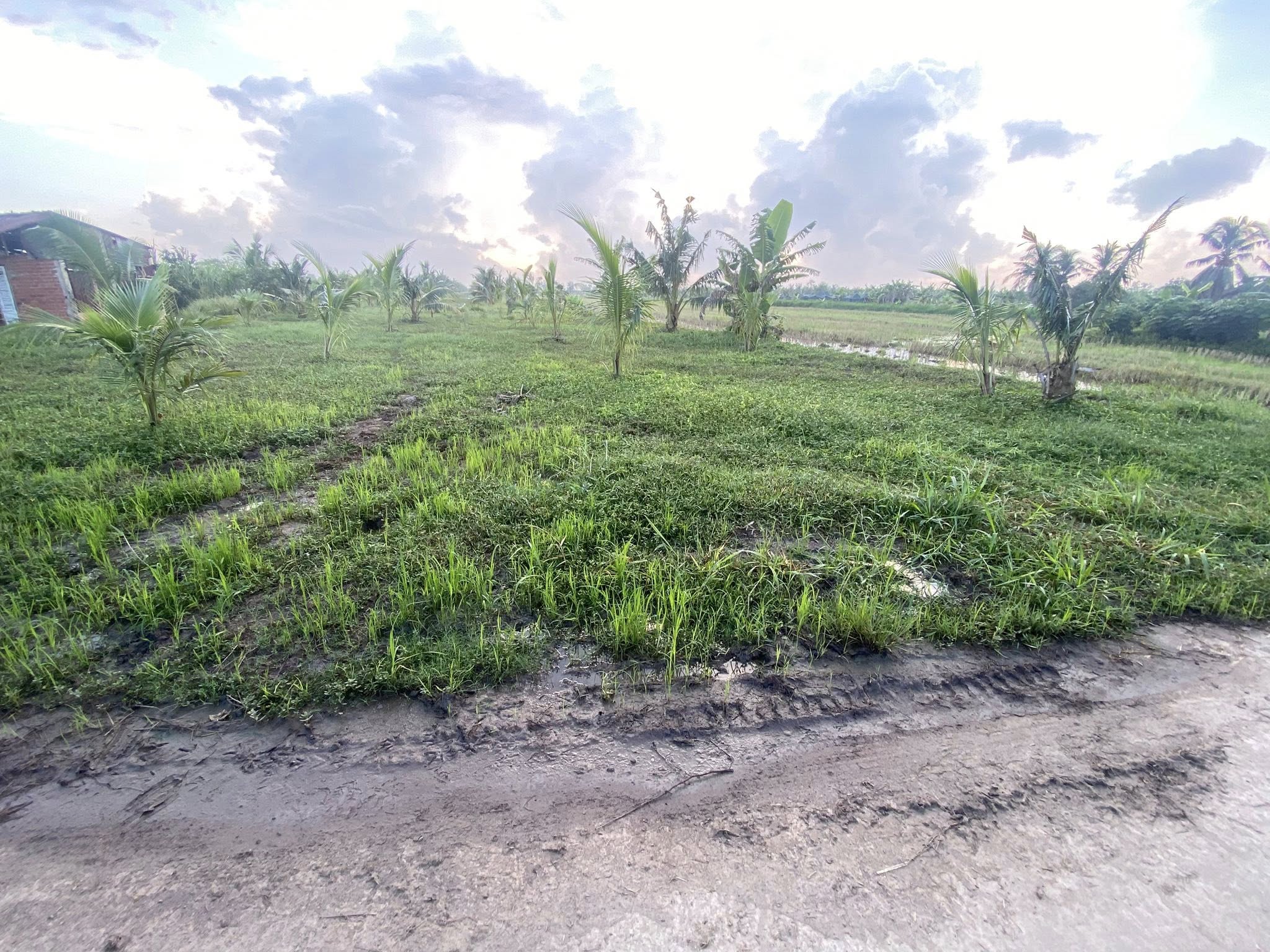 12 công đất vườn dừa siêu đẹp, mặt tiền đan 2.5m, giá hời cho nhà đầu tư