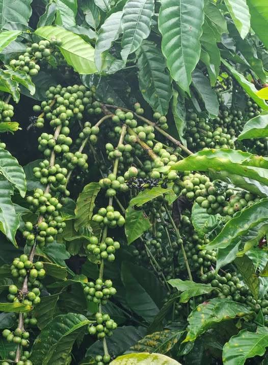 Lô rẫy cà phê cổ thụ tại Ea Sin, Krông Buk nguồn thu bền vững