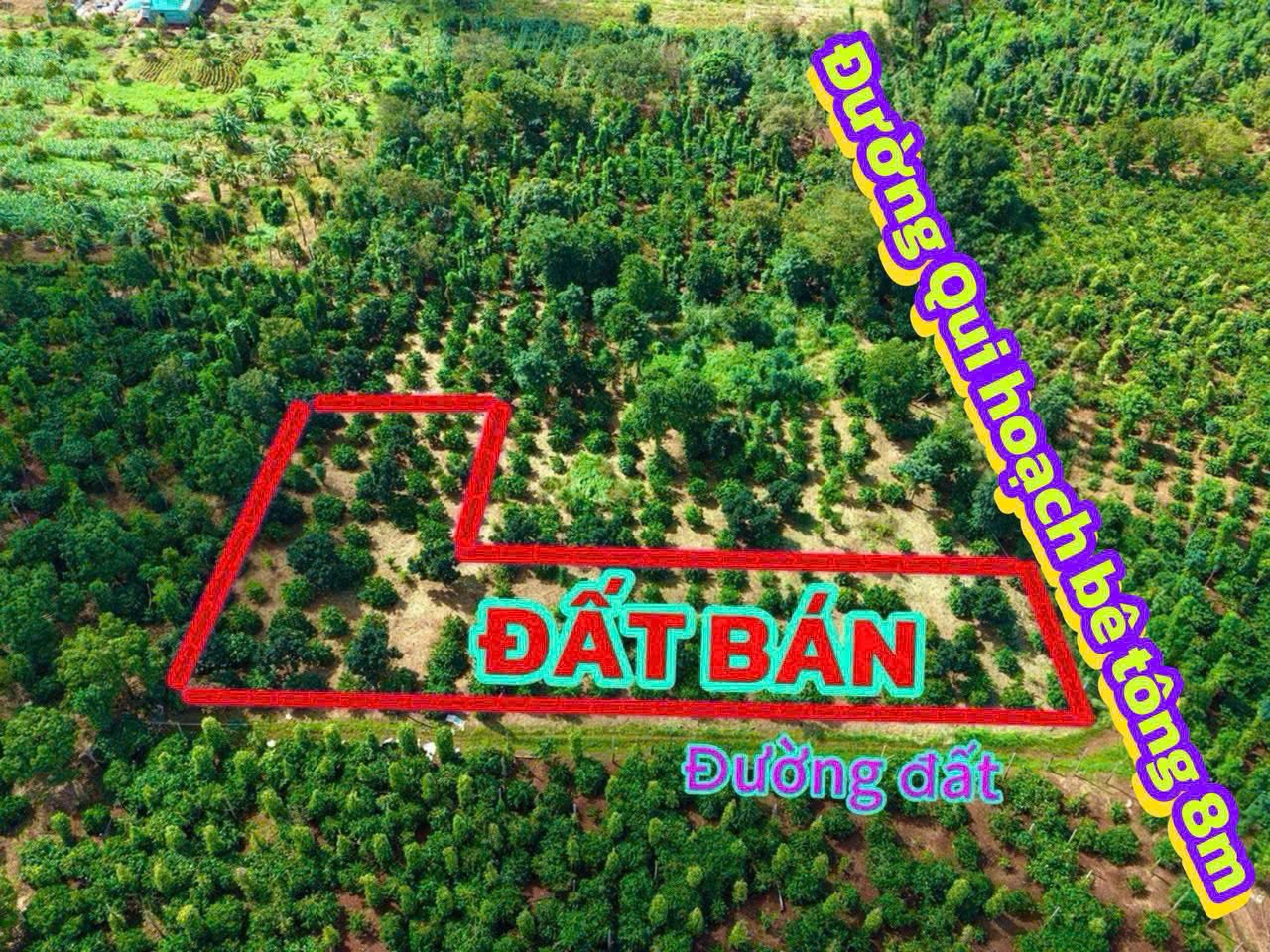 Vườn cà phê xinh xinh gần hồ Buôn Wing chỉ 119 triệu