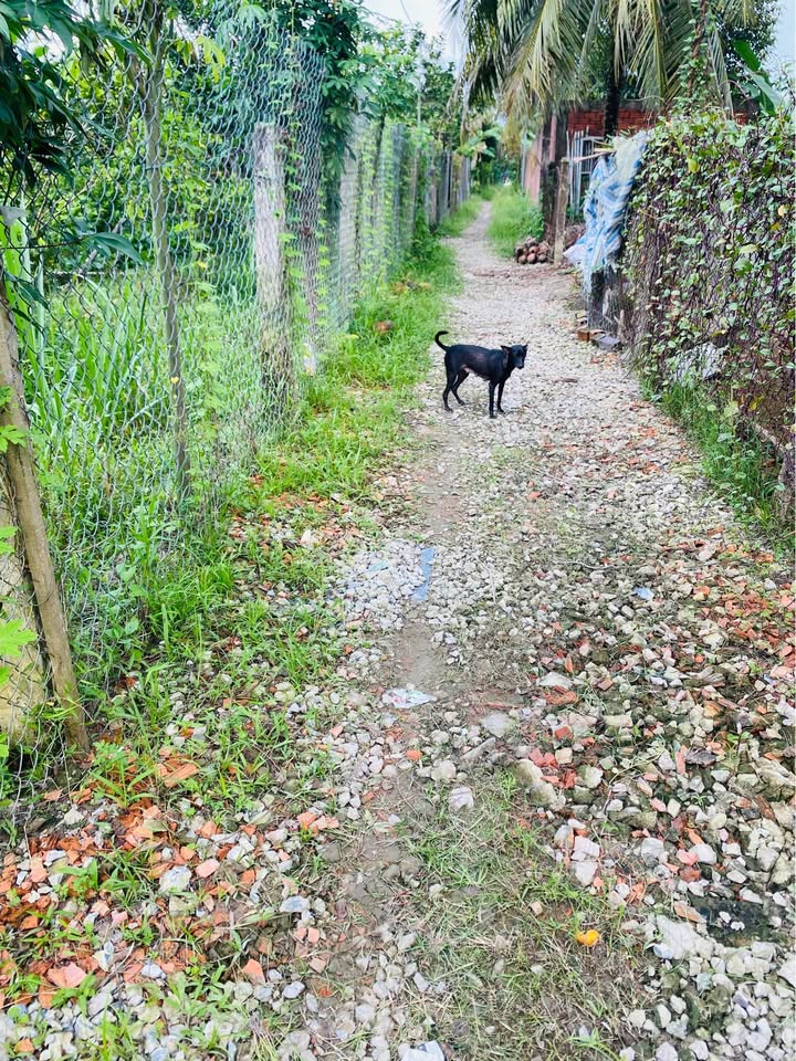 Chủ nhà kẹt tiền cần bán gấp thửa đất vườn rộng 968m2 tại xã Tiên Thủy, nay là Quới Thành, Bến Tre