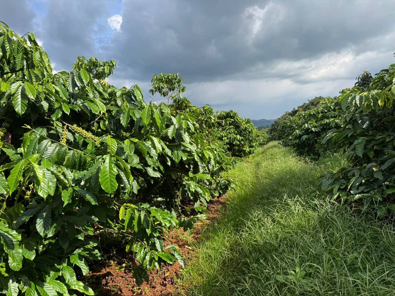 Miền đất Yên Bình 21.000m2 view tuyệt đẹp, nguồn thu ổn định