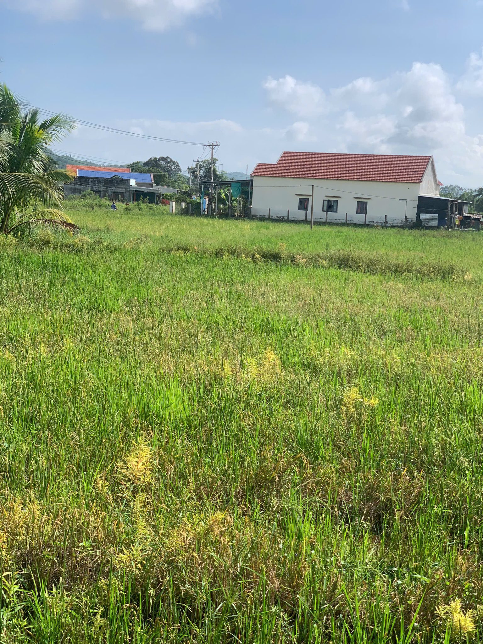 Đất vườn 2279m2 tại Ninh Hòa, Khánh Hòa, giá 670 triệu