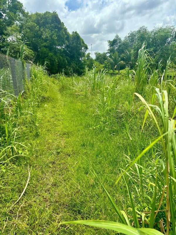 Đất vàng Đa Phước Hội, Mỏ Cày Nam 362m2, sổ đỏ riêng, giá tốt