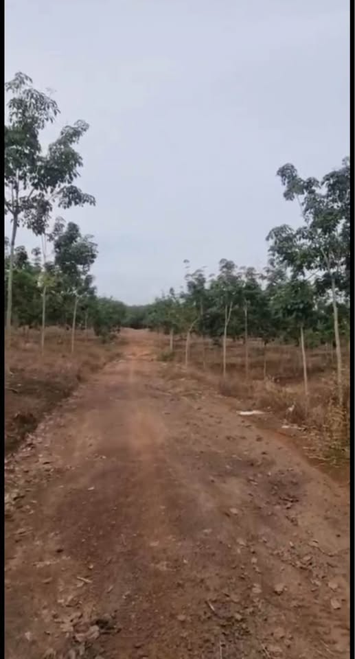 Đất cao su 3,7ha 3 mặt tiền đường bao la, giá 6 tỷ nhẹ chốt nhanh tay